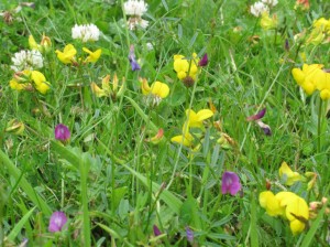 'Spontaneous' wildflowers in the coup area. Image courtesy of Dave Garner