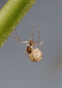 Rugathodes sexpunctatus - Spider (c)Mike Davidson