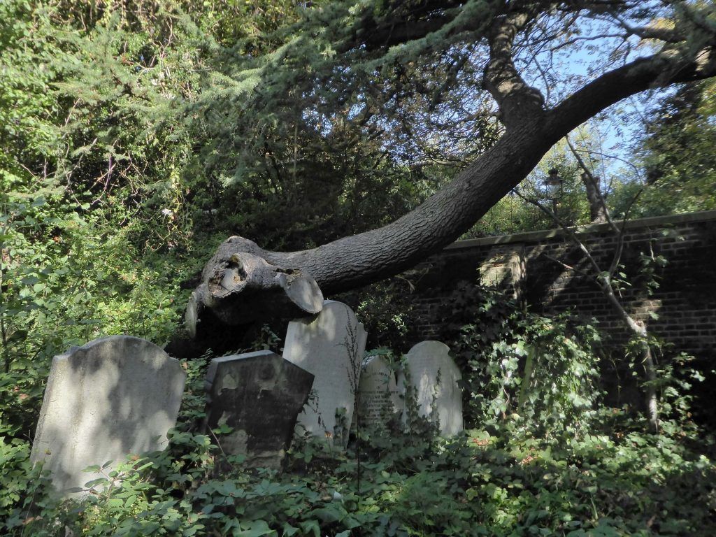Trees - Highgate Cemetery