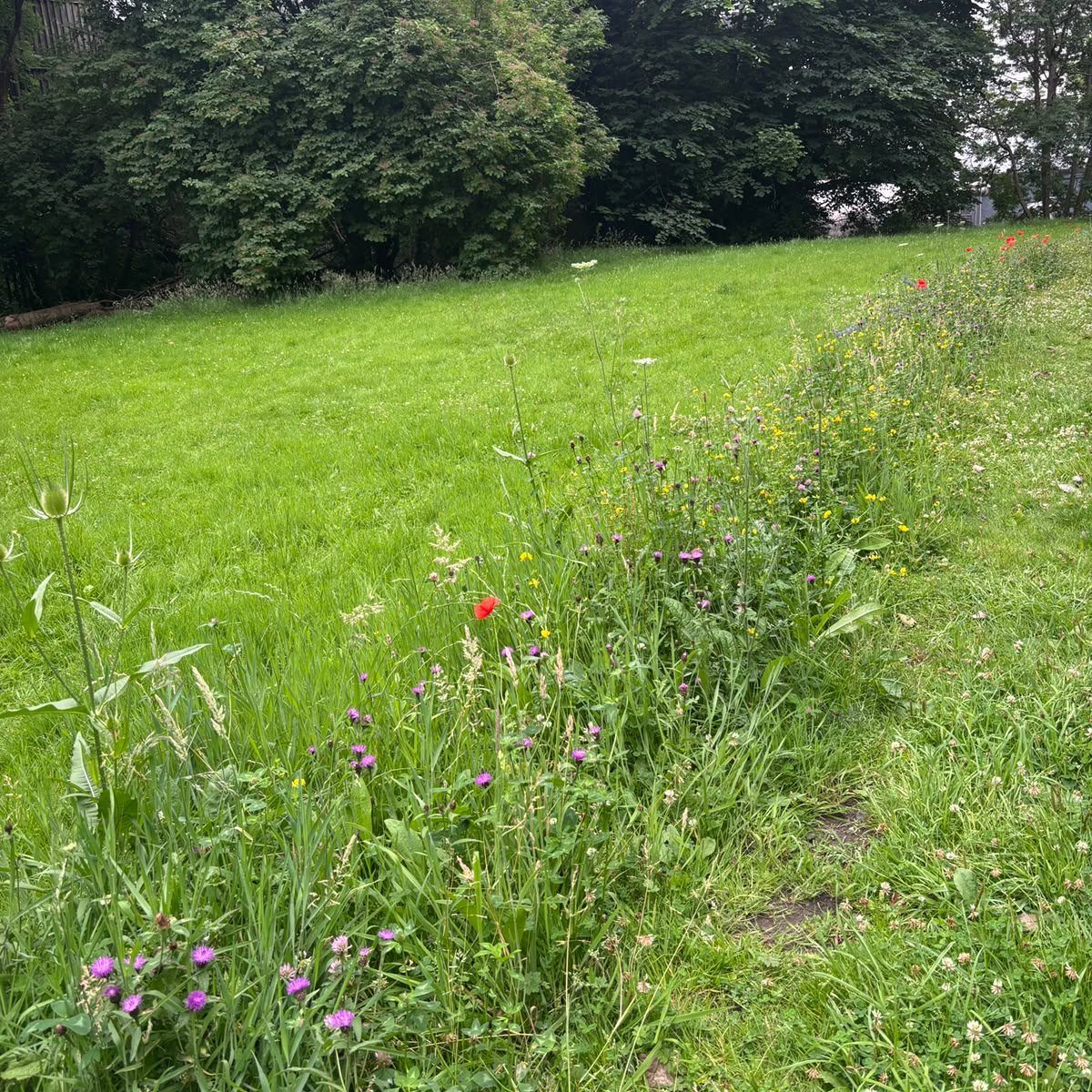 Iota Wildflower Border Image